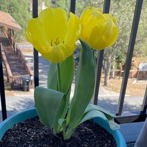 Meet your Posher, Emma